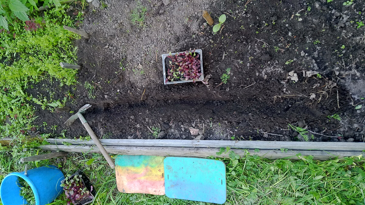 Главное в работе - чтобы под коленками были специальные толстые огородные коврики!