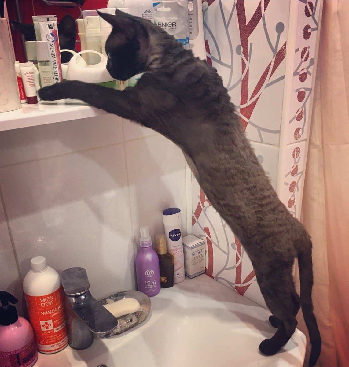 Дома все такое новое и очень интересное😺.