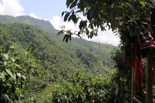 Чайная роща в Нам Ти (Nậm Ty), Хазянг, Вьетнам. © Ольга Никандрова