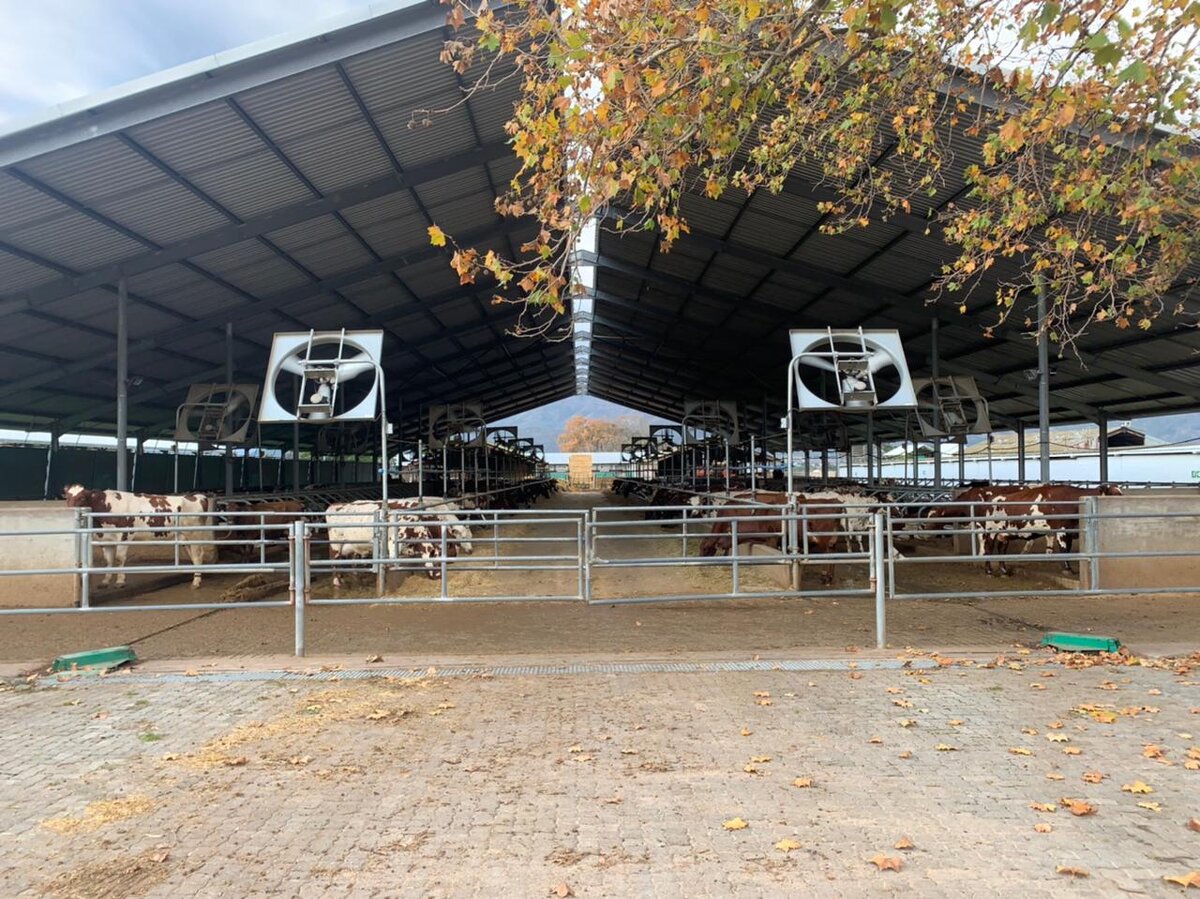 В Африке сейчас зима. Фото тут и далее - спецкорр The DairyNews 