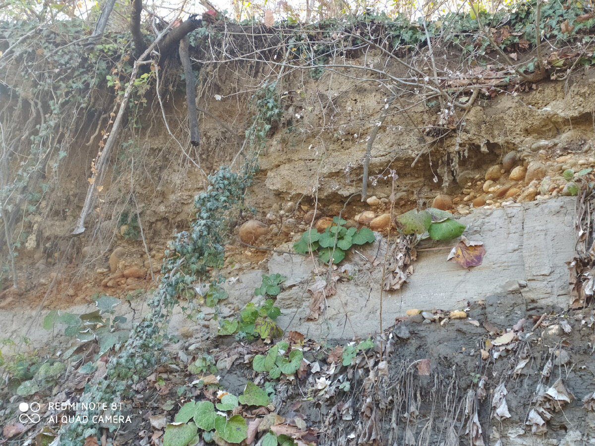 Промытый рекой борт речной террасы. Хороши видны слои породы и спай аллювия с глиной. 