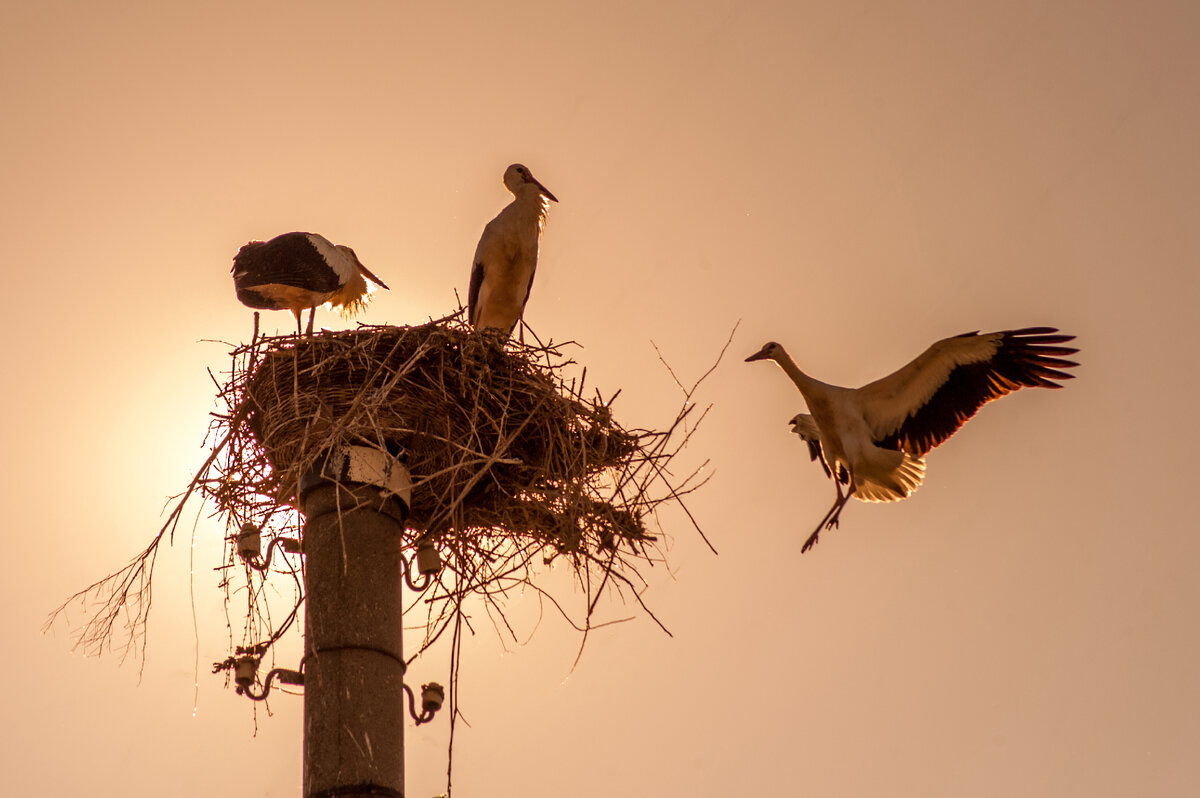 По словам жителей по соседству, самый маленький пока боится, не вылетает. К этому времени родители перестают их кормить, тем самым провоцируют птенцов на полет. 