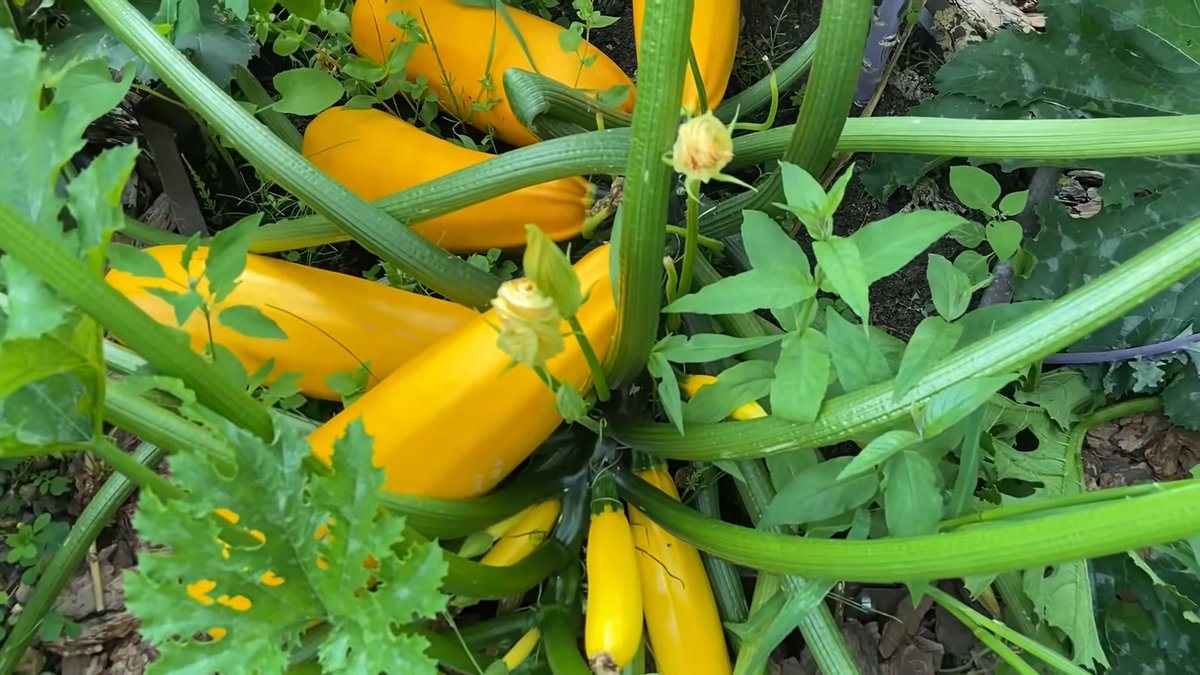 Кабачок Ясмин