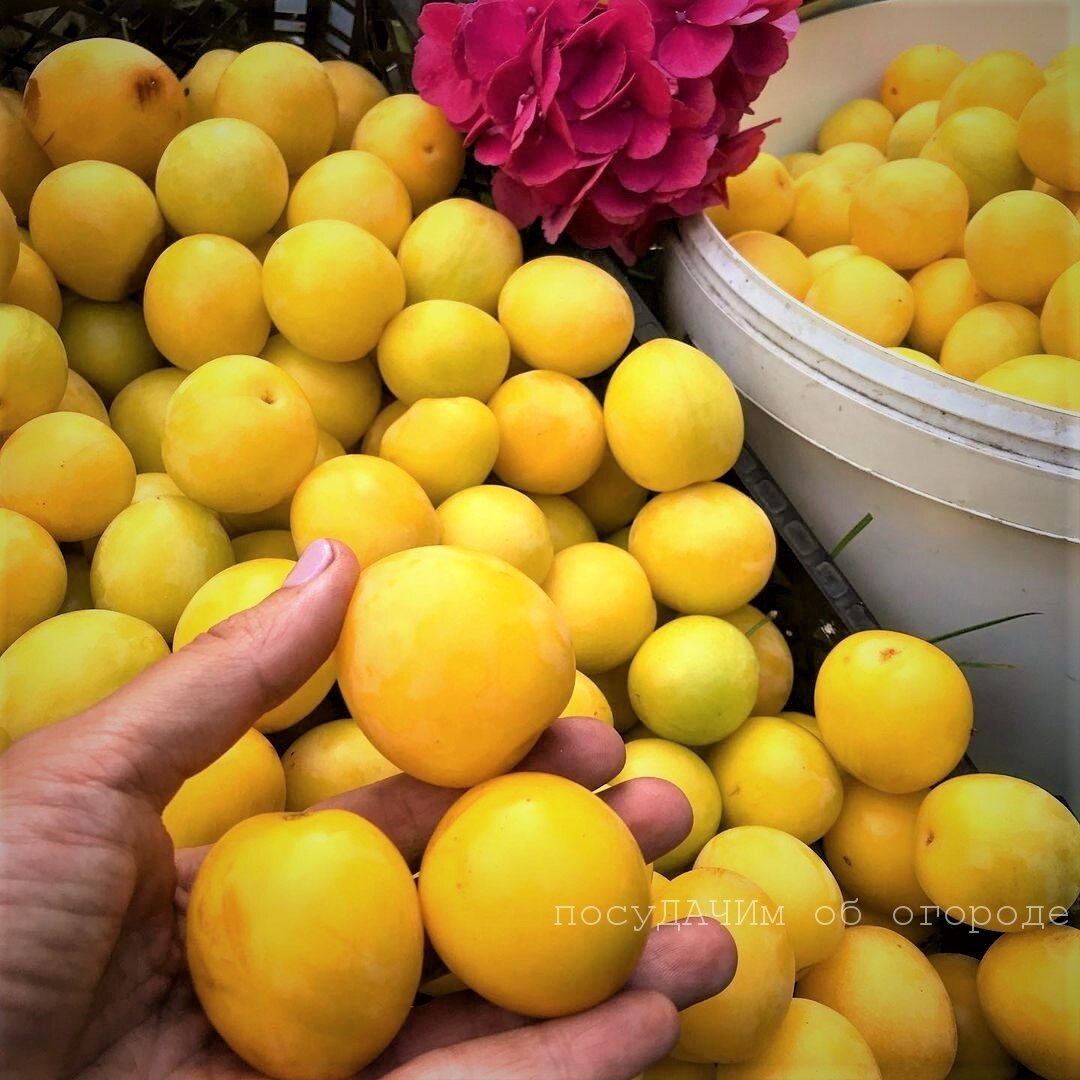Слива Гек