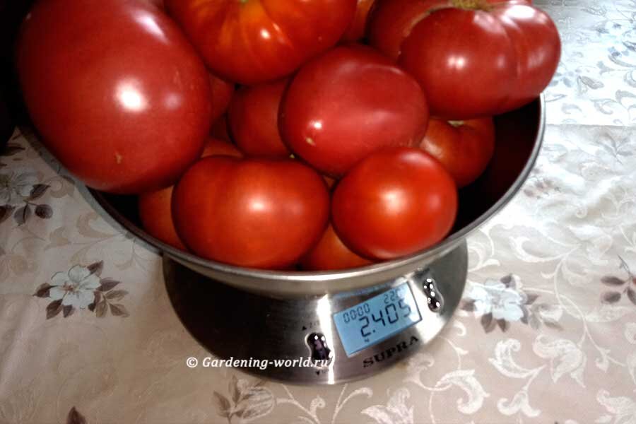 Маринованные зелёные помидоры на зиму - рецепты | Чудо-Повар