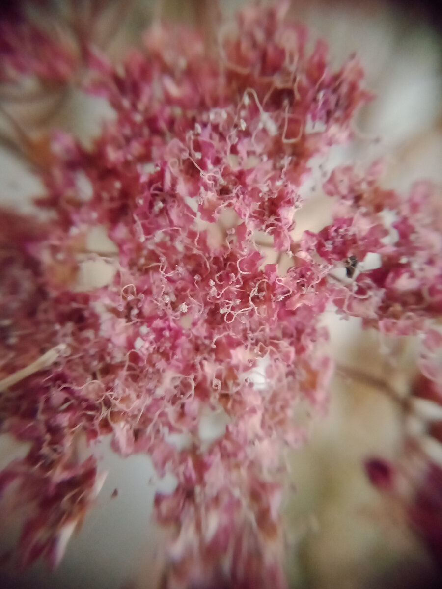 Снимок с макро линзой засушенного зонтичного цветка с кустарника