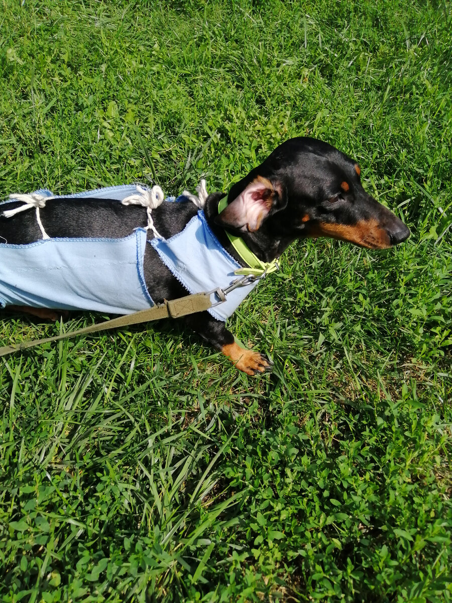 Рина на прогулке сегодня 