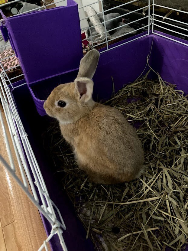 Последние несколько недель в этих краях были тяжелыми. Всего пару месяцев назад была надежда, что этот учебный год будет лучше, чем прошлый. Не-а. Все гораздо хуже. За первые три недели школы мой старший дважды был на карантине из-за контактов с COVID, и все трое детей болели. В прежние времена эти маленькие болезни стоили бы им дня или двух занятий, но теперь они сводят на нет целую неделю.
Еще не наступил День труда, а мне уже хочется все бросить. Попробуйте еще раз в следующем году! Это угнетает и вызывает ярость, но больше всего мне хочется спрятаться дома и не пускать в наш дом внешний мир.
Кроме кроликов. Ну, в частности, одного кролика.
Его зовут Аполло, и он присоединился к нашей семье в прошлые выходные. Как это произошло? Короткий ответ: Я не знаю.
В течение последнего месяца или около того мой девятилетний ребенок с ностальгией вспоминал, как он держал кролика на местной ферме, когда ему было около трех лет.  Он то и дело возвращается к этому воспоминанию, так что я полагаю, что это одно из тех "основных воспоминаний", о которых мы узнали в фильме "Inside Out" компании Pixar. Эта ферма с тех пор закрылась, а ее владелец также превратился из милого фермерского животного в полного MAGA на Facebook, поэтому у нас было мало вариантов поблизости, чтобы подержать кролика и вернуть славную юность моего сына.
Итак, однажды поздно вечером, когда дети и жена уже легли спать, я набрал в Гугле "hold a bunny near me" и опубликовал фотографию поисковой строки в Твиттере. Ну, знаете, обычные ночные занятия. Во время поиска я нашел несколько зоопарков и ферм, которые находились довольно далеко и/или казались чрезвычайно увлеченными Иисусом, но настоящая находка пришла в виде ответа на мой шуточный твит. Старый знакомый посоветовал мне проверить Босса Кролика, спасателя кроликов в ближайшем ко мне городе.
Сразу же я не стал ничего предпринимать, но через неделю или около того, в ленивый воскресный день в разгар второго школьного карантина, я написал Bunny Boss и спросил, можем ли мы приехать посмотреть на кроликов. Он ответил, что да, если мы сможем приехать в ближайшие 45 минут. Без проблем. Мы с тремя детьми сели в машину и выехали с подъездной дорожки в течение 4 минут. Новый рекорд. Побив наш старый рекорд примерно на 17 минут.
Мы остановились у дома Босса Кролика, я написал ему сообщение, что мы приехали, дверь гаража открылась, открывая нагромождение пустых клеток для мелких животных, и молодой человек с дикими светлыми волосами и кольцом в губе вышел поприветствовать нас.
Он сказал: "Итак, вы ищете кроликов", а я ответил: "Да мы вообще!".
Затем он спросил, не карликовых ли кроликов я ищу, и я подтвердил, что да, потому что именно этот вид кроликов я искал в Интернете около двух минут ранее в тот же день. Кем теперь был Босс кроликов?
Оригинальный Босс кроликов точно следовал инструкциям и принес трех карликовых кроликов (я полагаю, они действительно выглядели маленькими и похожими на кроликов). Мой девятилетний ребенок сразу же определил, кого он хочет. Затем мы подобрали в гараже старую клетку, в которую положили несколько открытых мешков с подстилкой и сеном, а также НОВЫЙ мешок с кормом и завернули все это дело примерно за 7 минут. Магазин одного окна! Семь минут - это эталон, с которым будут сравниваться все будущие усыновления кроликов.
Мы везли кролика домой медленно, потому что, хотя он еще молод, лучше, чтобы он усвоил, что медленный и стабильный выигрывает гонку сейчас, на случай, если это случится позже в его жизни.
Когда мы заехали в гараж, мы устроили драматическое представление, дождавшись, пока мама выйдет на улицу, чтобы открыть дверцу внедорожника и увидеть... вы угадали... зайчика!
Мама и дети вымыли кролика в раковине, потому что он был немного грязноват (видимо, он ненавидел стирку), а я занялся клеткой, в которой жили несколько шести- и восьминогих существ. Мой семилетний ребенок присоединился ко мне, когда мы мыли из шланга части клетки и мыли ее. Примерно через десять минут он вытер вспотевший лоб и сказал: "Уход за кроликом - это большая работа".
Отличный знак.
Мы держали кролика, наблюдали, как он исследует дом, узнали, что он часто ходит в туалет, и отлично провели время, нарушив наш распорядок и забыв на несколько часов о том, что учебный год в полном беспорядке, как и, кажется, все остальное за пределами нашей маленькой безопасной гавани.
Это было здорово. Думаю, иногда просто необходимо привнести в свою жизнь немного хмельного настроения.
P.S. На следующий день после усыновления кролика мой девятилетний ребенок заметил, что нам очень нужен второй кролик, которого мы могли бы назвать Артемис. Я быстро ответила: "Ни в коем случае", и сыграла крайне спокойно. Но, знаете, это довольно удивительная идея, если подумать...
