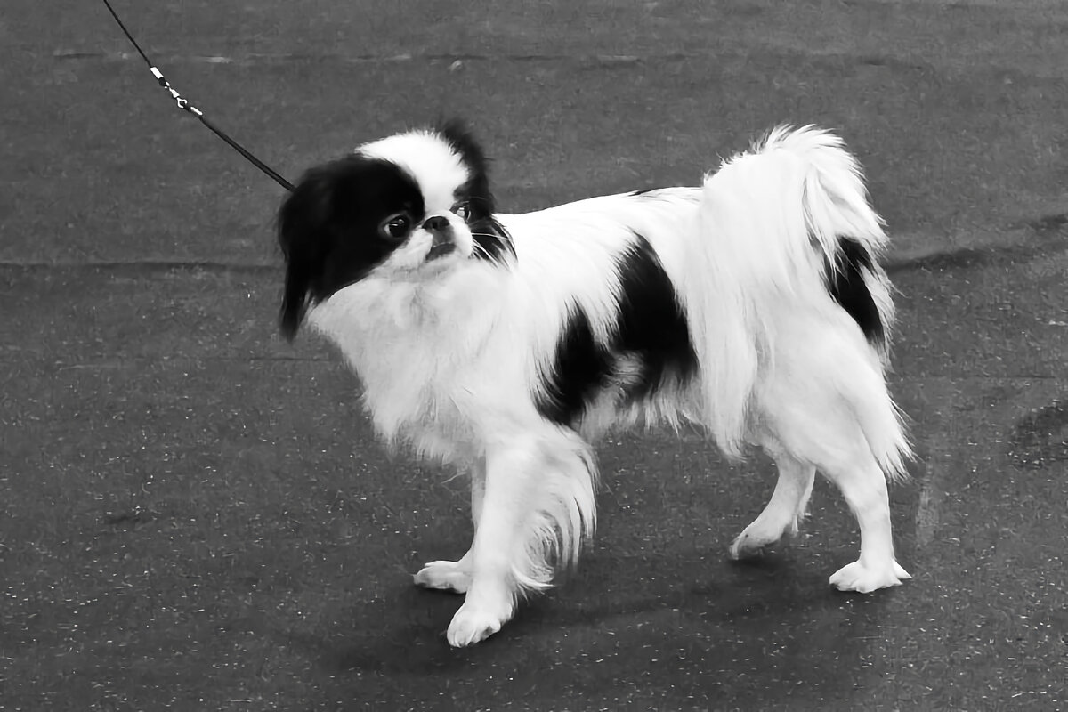 После таких променадов хочется записать хина в театральный кружок.