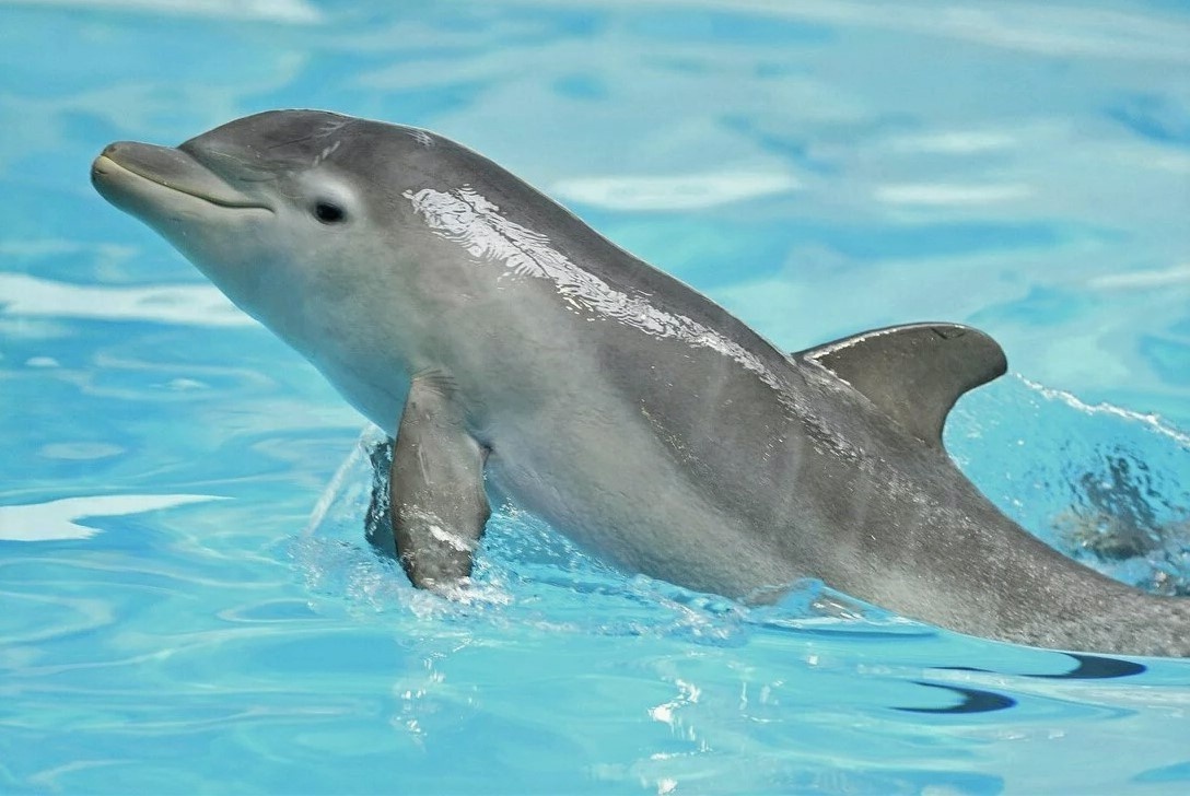 Дельфин