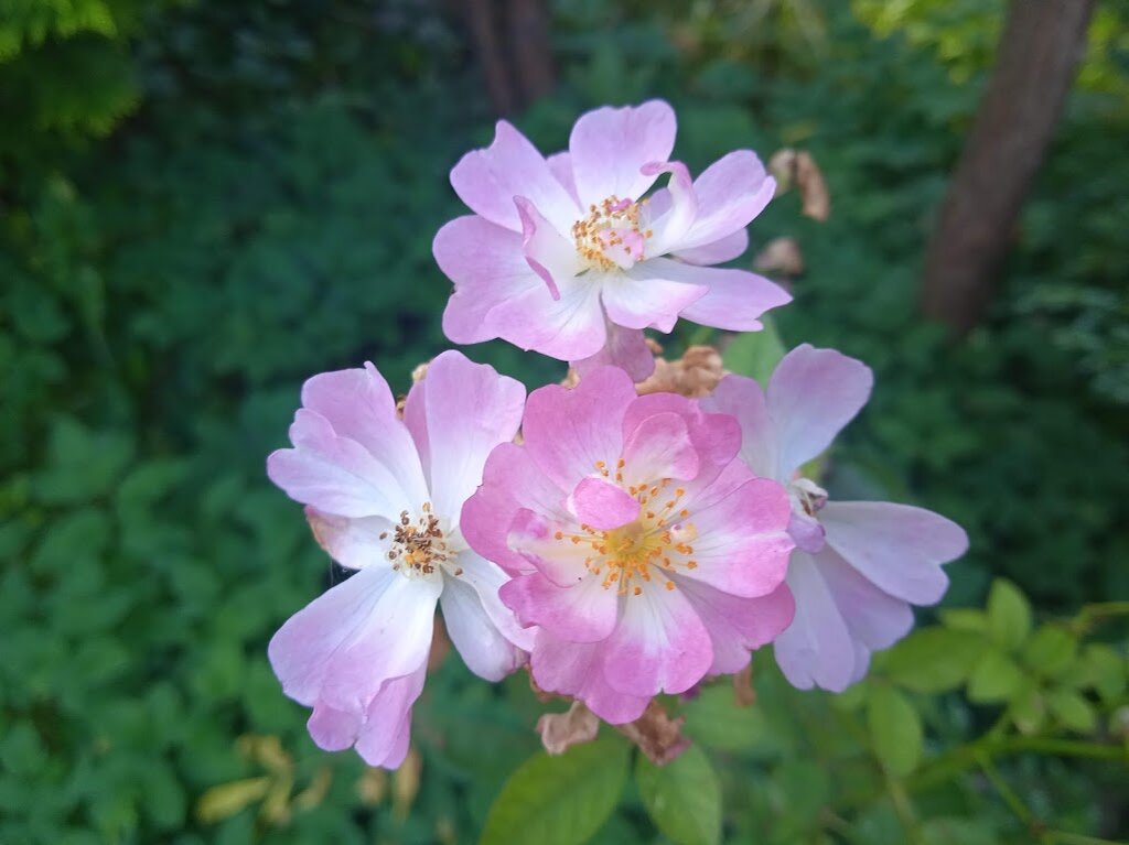 У меня ещё сад цветёт, скромно, но цветёт