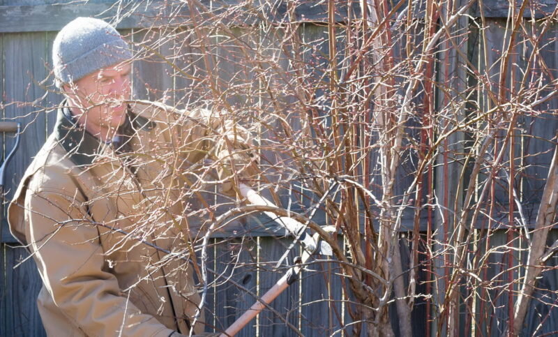 Формирующая обрезка. Иллюстрация для статьи используется с сайта zemeljka.ru