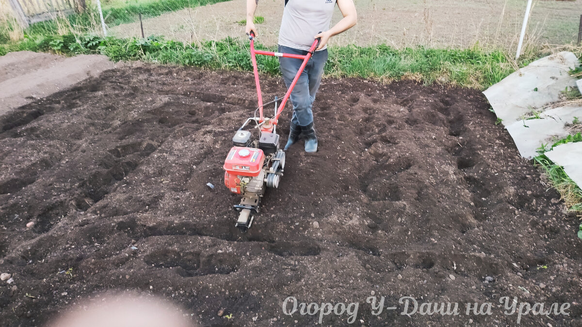 Зачем перекапывать землю осенью, если весной снова копать и надо ли вообще  копать | Огород У-Дачи | Дзен