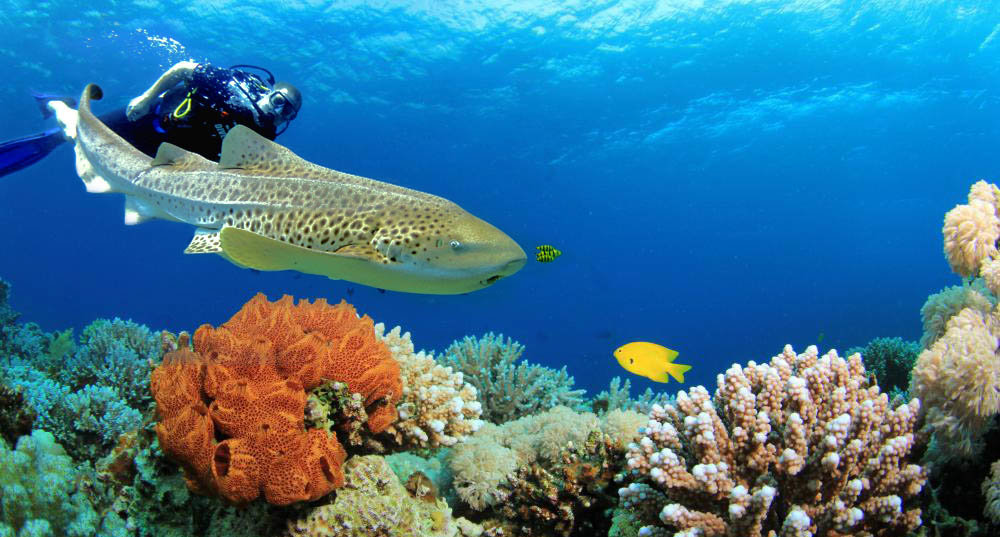 Рыбы персидского залива. Мусандам дайвинг. Оман коралловые рифы. Оман дайвинг. Оман снорклинг.