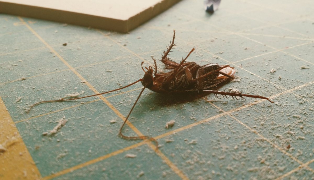 Отпугиватель тараканов в действии