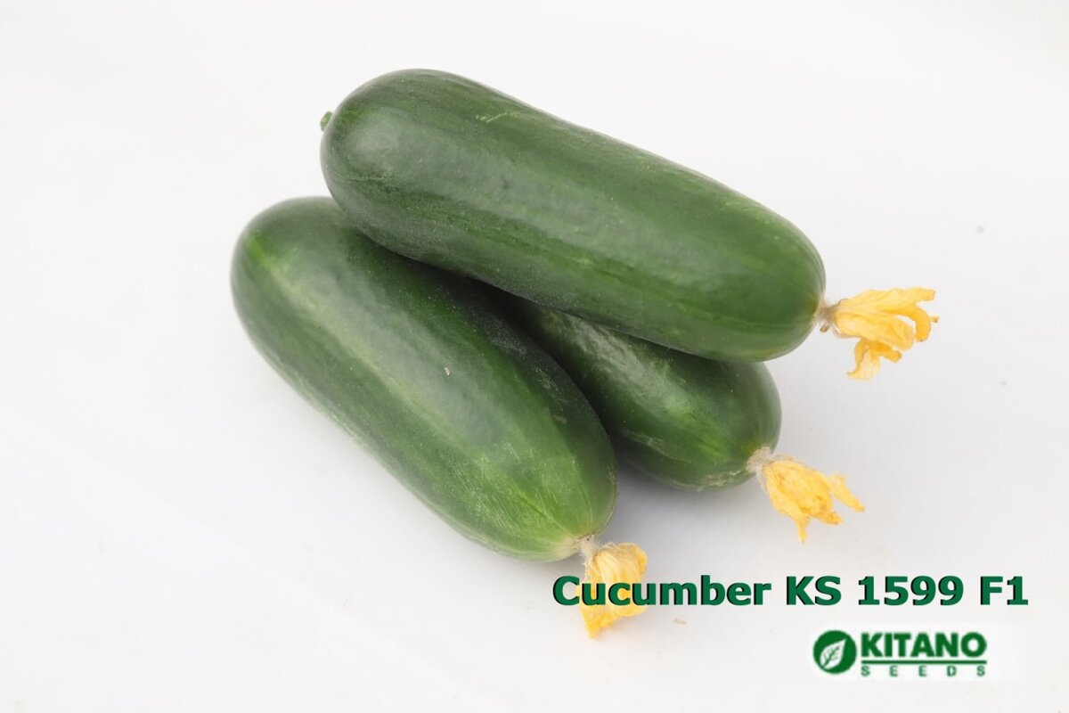 огурец KS 1599 F1