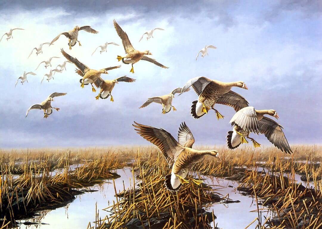Дикие гуси песня. David Maass картины. Картина охота. Художник David a. Maass. Paintings of Goose Hunting.