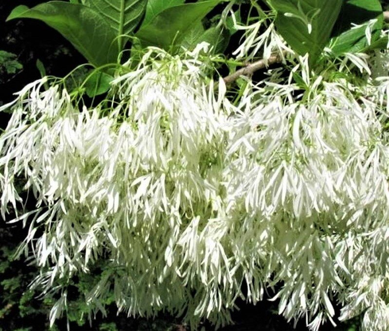 Листайте галерею для просмотра. Цветение хионантуса несравнимо ни с чем. Фото с сайта: https://clck.ru/adobH.