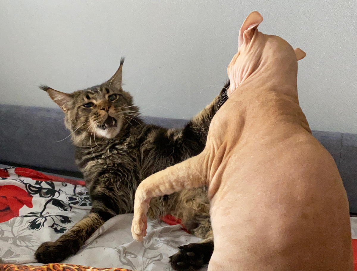 Примерно так он среагировал на нас, когда пытались запихнуть его в переноску для визита к ветеринару 😹