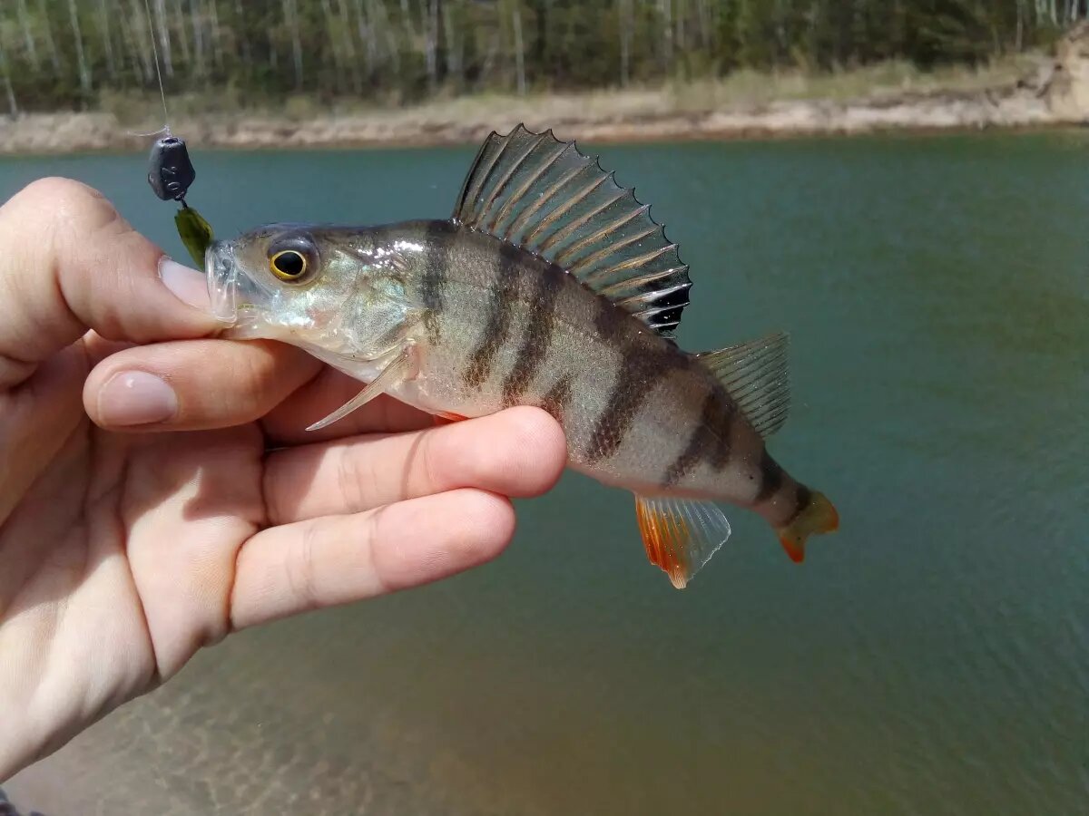 Trail worm имеет очень интересную форму тела, оптимальную консистенцию силикона, и интересный запах, за счет чего компании Kosadaka удалось выпустить очередную удачную приманку.