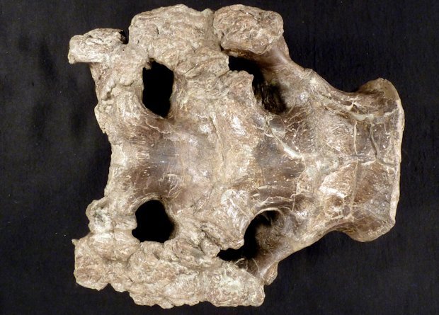 Хрящ гипакрозавра