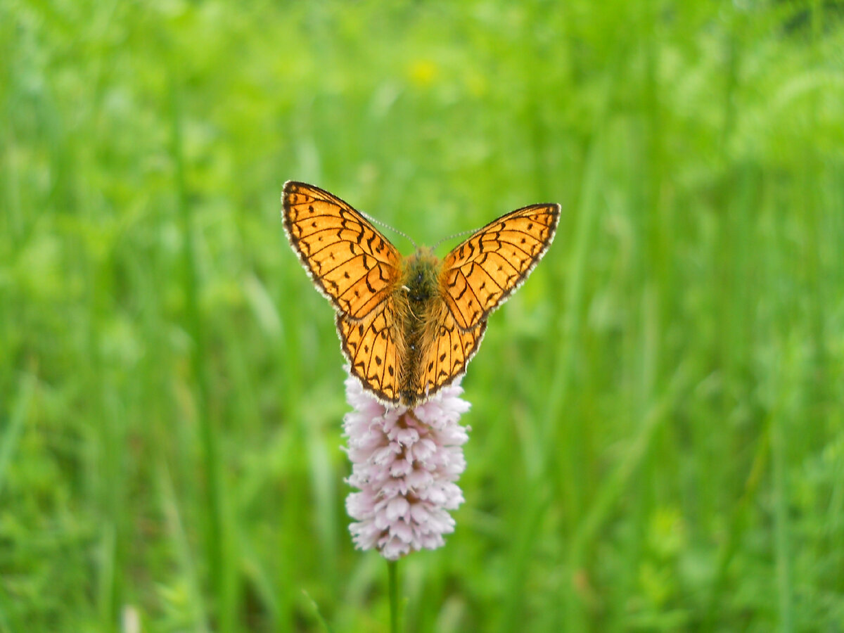 Цветет горец 