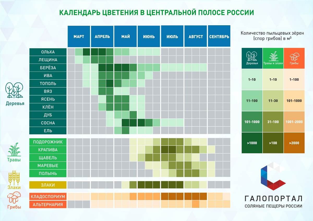 Цветение березы кемерово 2024. Аллергия на цветение березы. Цветение аллергенов. Цветение аллергенов таблица. Этапы цветения березы.