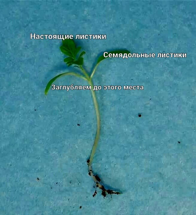 Корешочек ещё  маленький и слабый