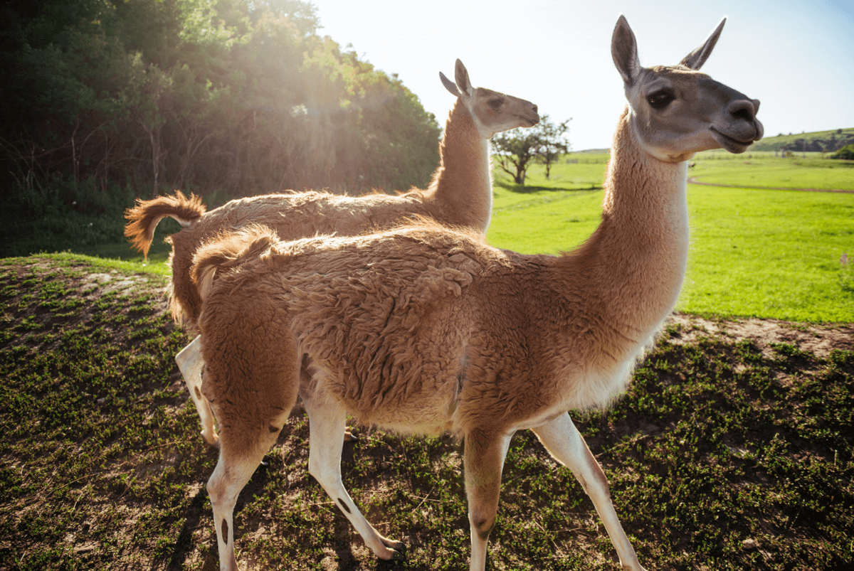 Животные Кудыкиной горы
взято с сайта kudikina-gora.org