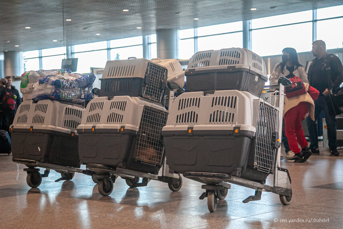 Перевозка животных в самолете: что нужно знать хозяевам, отправляясь в  аэропорт | ЖЖитель: путешествия и авиация | Дзен