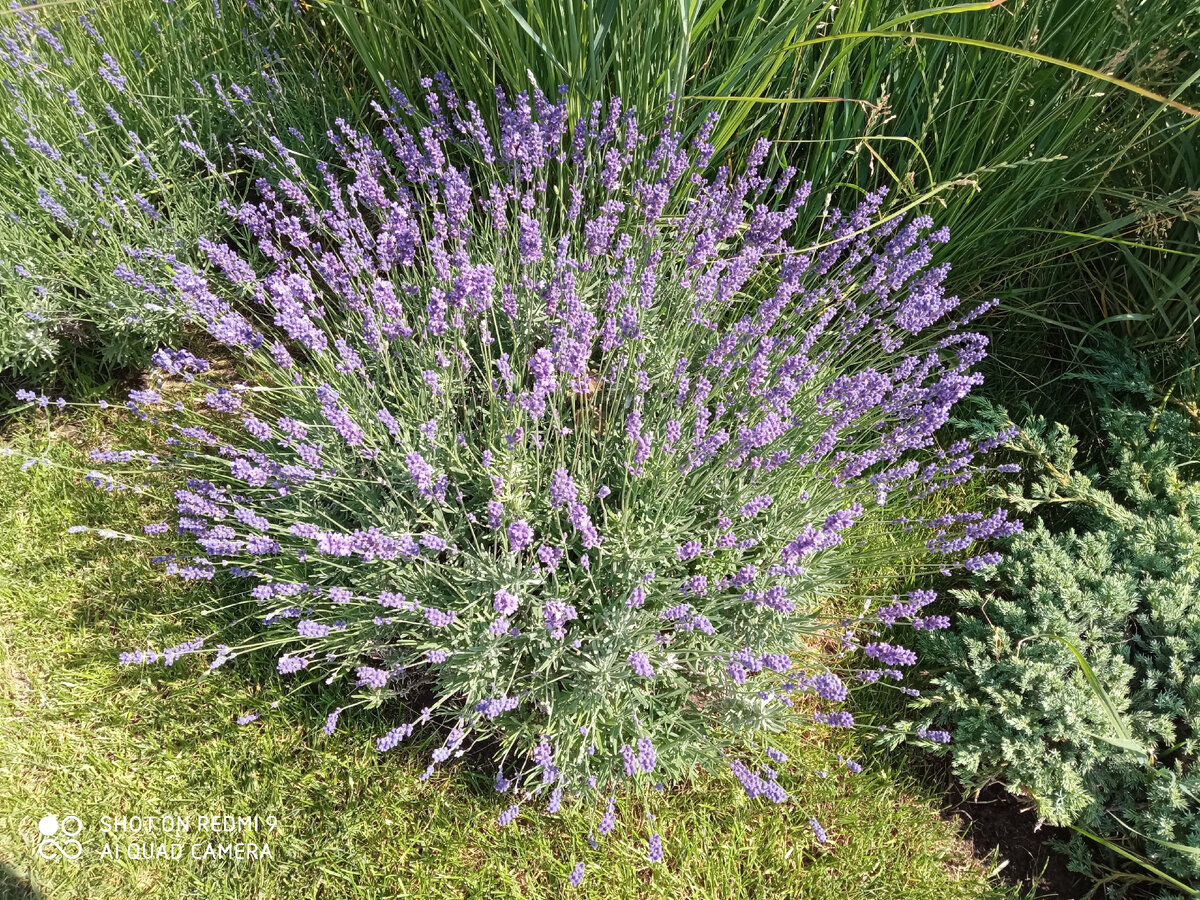 Фотографий жирной тётеньки не будет, будут цветы. 