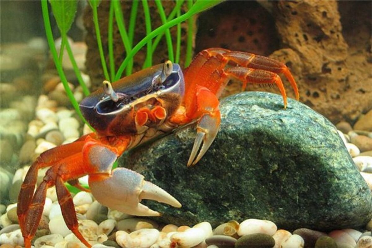 Краб радужный аквариумный. Аквариумные крабы пресноводные. Радужный краб (cardisoma armatum). Краб аквариумный пресноводный. Аквариумный радужный крабик.