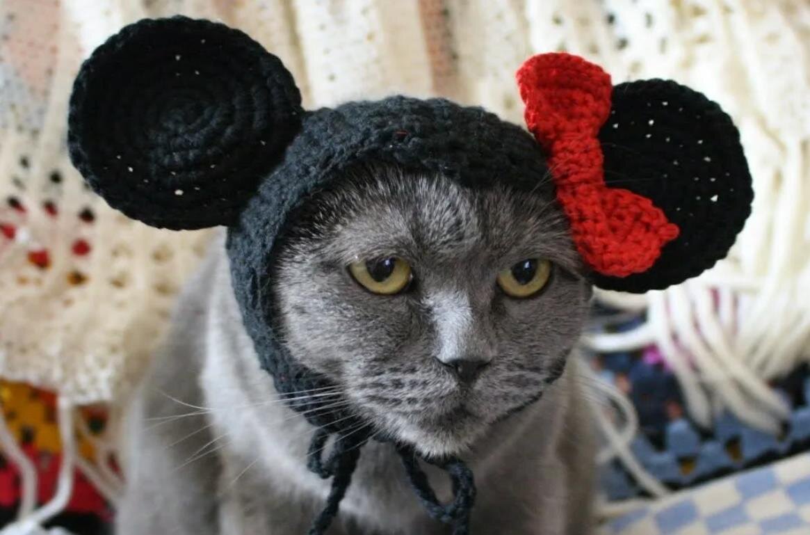 Черный глупо. Кот в шапке. Шапочка котика. Головные уборы для кошек. Шапка 'кошка'.