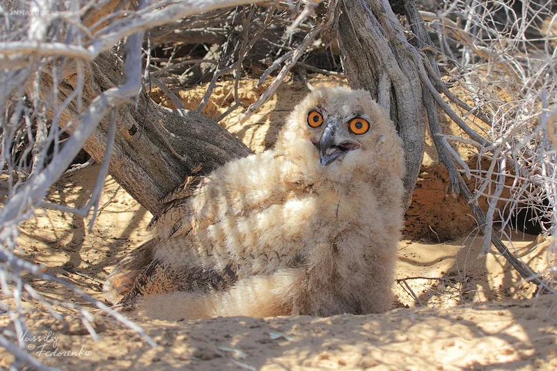 Когда съехал от родителей и питаешься одними дошиками, а тут приезжает мама с домашней едой.