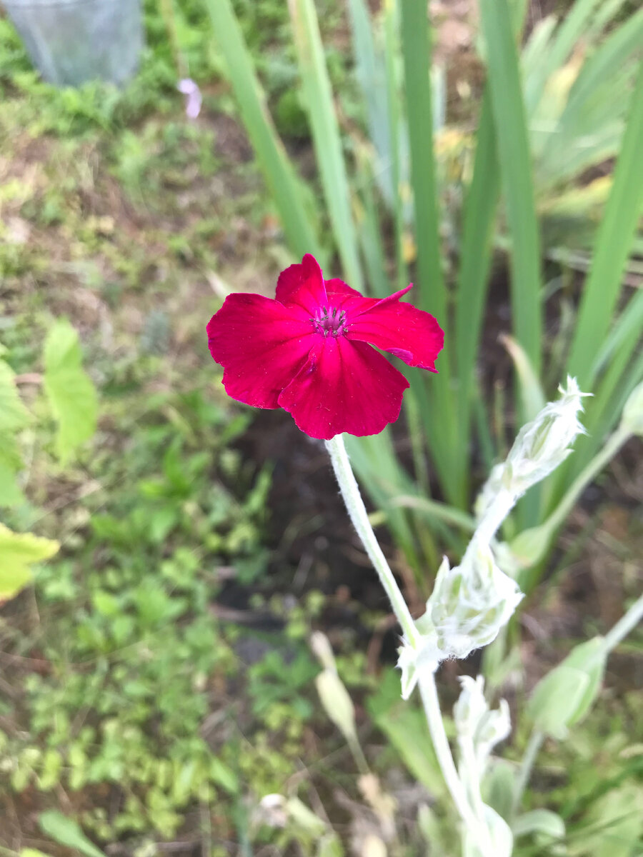 От того, что этот цветок сейчас один он не становится менее прекрасным, а через пару-тройку лет разрастется и станет еще прекраснее, да?