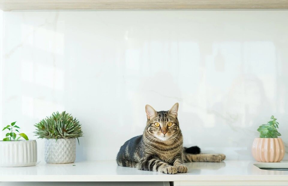 Почему кошка не ест: 11 причин и что с этим делать | Домашние животные -  самое важное | Дзен