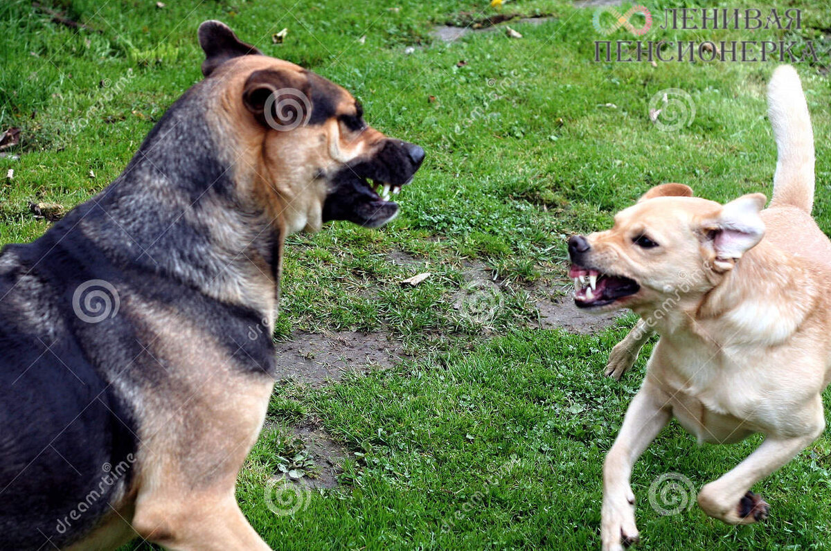 Фото с фотостока dreamstime.com