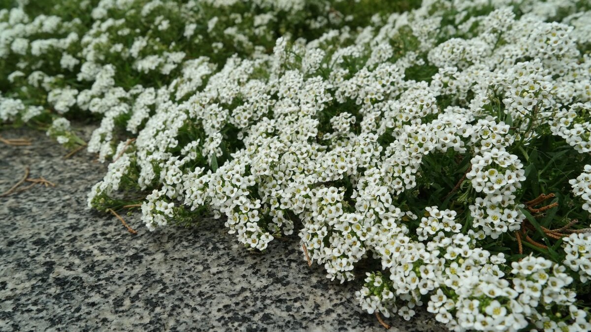 Лобулярия приморская