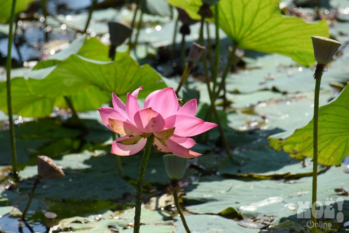 Семена лотоса вызревают в таких "коробочках".