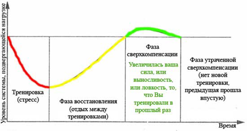 Этапы восстановления после. Фаза суперкомпенсации (сверхвосстановления). Фазы восстановления после физической нагрузки. Стадии восстановления мышц. Фазы восстановления мышц.