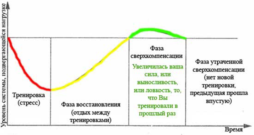 Фазы восстановления. Фаза суперкомпенсации (сверхвосстановления). Фазы процесса восстановления организма после физической нагрузки. График восстановления мышц. Фаза суперкомпенсации в спорте.