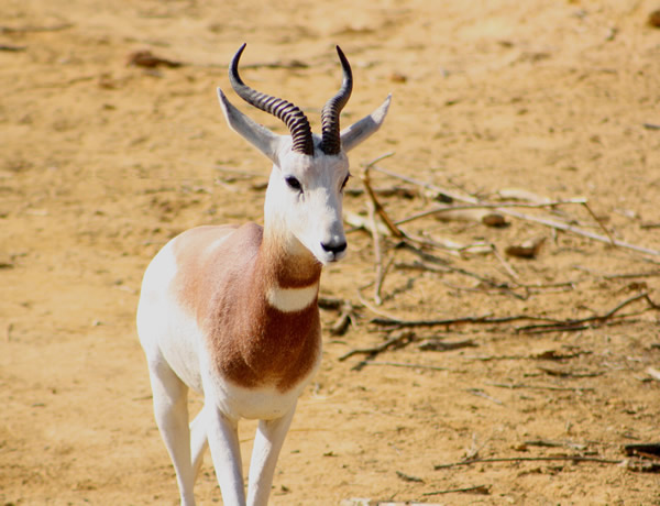 Газель-доркас – животное, наиболее приспособленное к жизни в пустыне | Мур ТВ