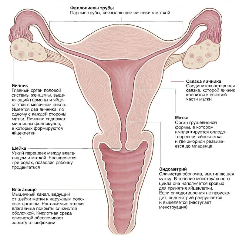 Строение женской репродуктивной системы в картинках