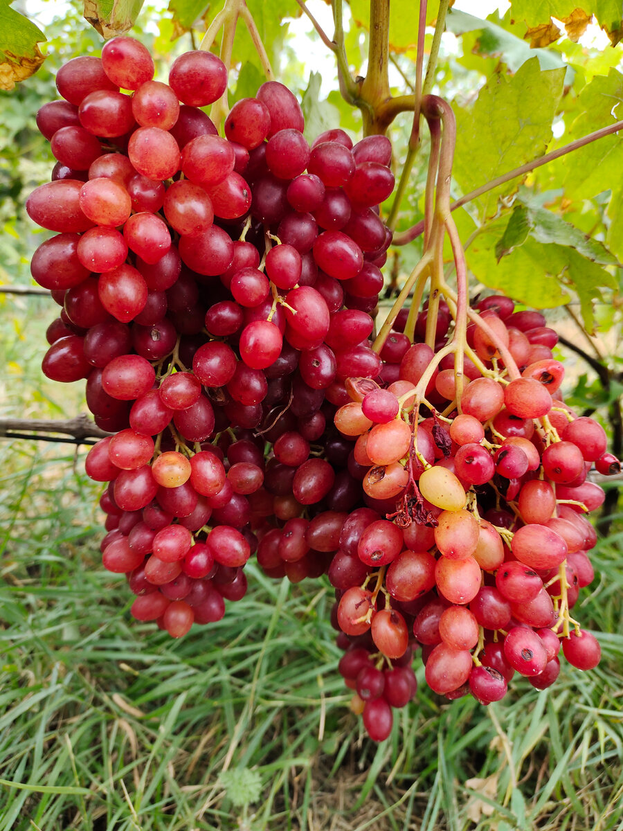 Велес 2022 довольно прилично побитый градобоем