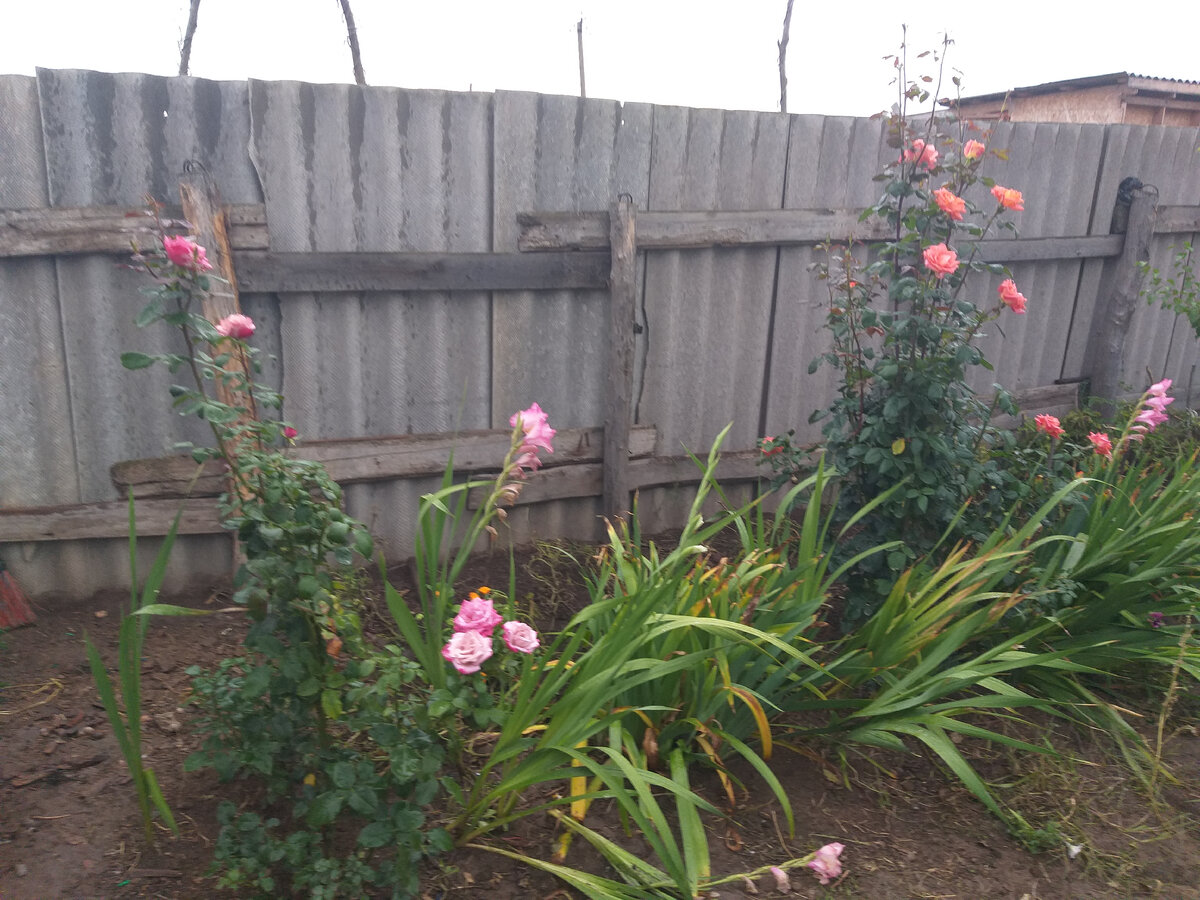 Это не все цветы, которые нужно пересадить