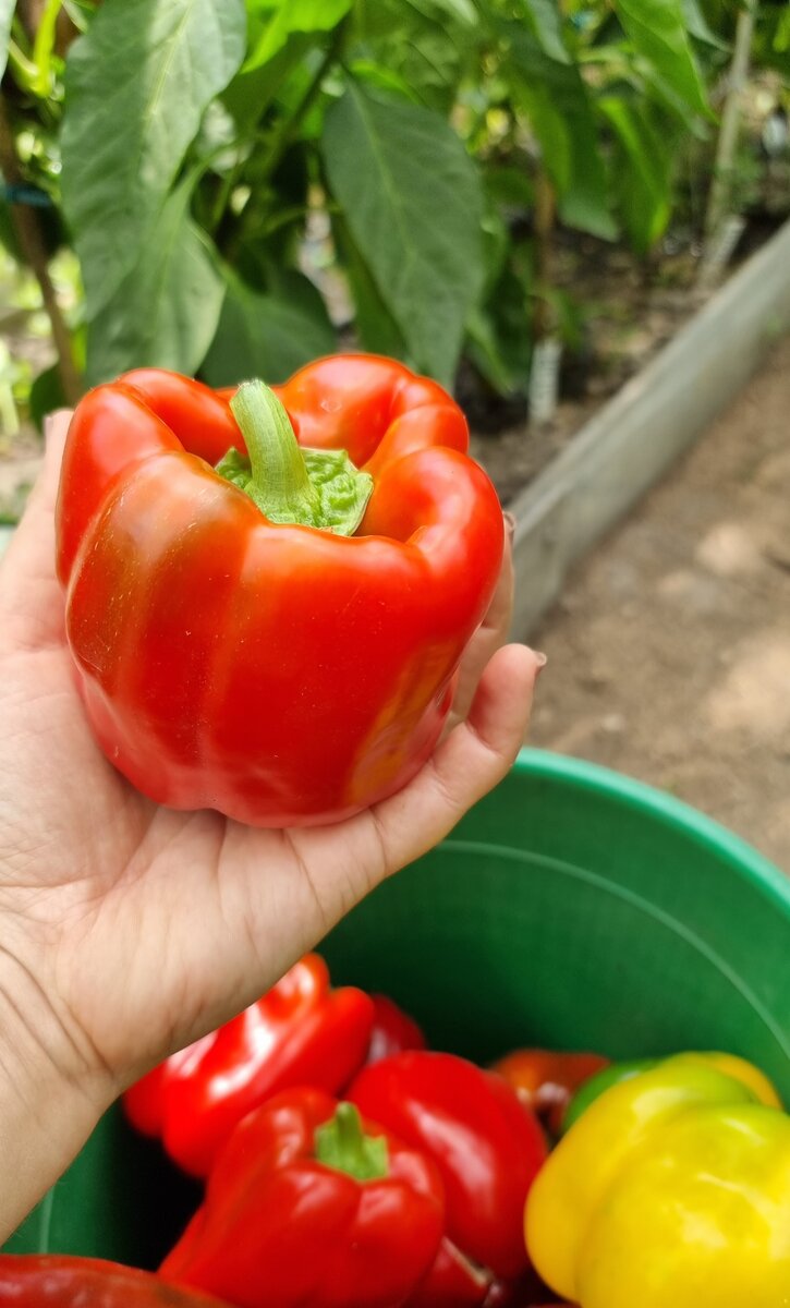 Перец Сатурн