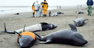    Фото: moya-planeta.ru. Татьяна Дворянчикова