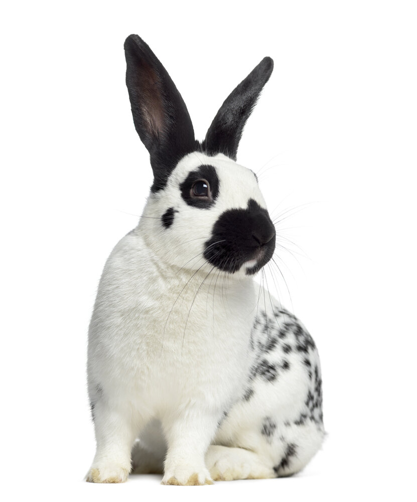 Порода кролика Белый великан: особенности, содержание и разведение