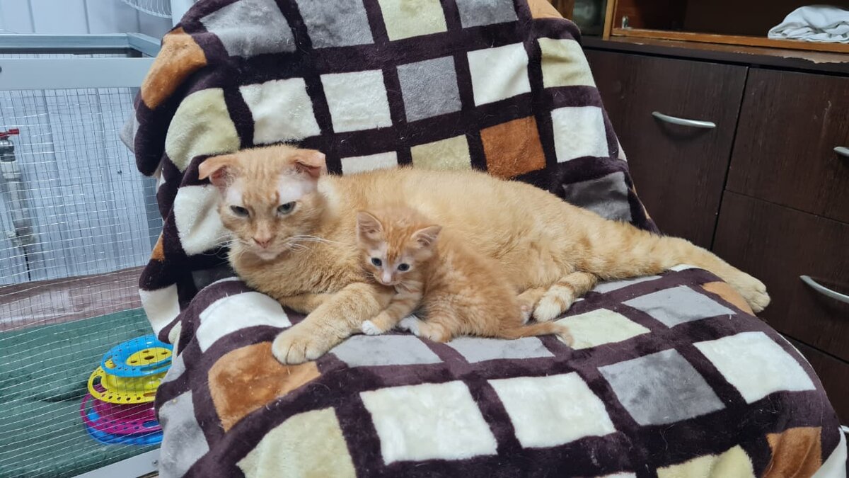 Яндекс умело изображает папочку рыжему малышу