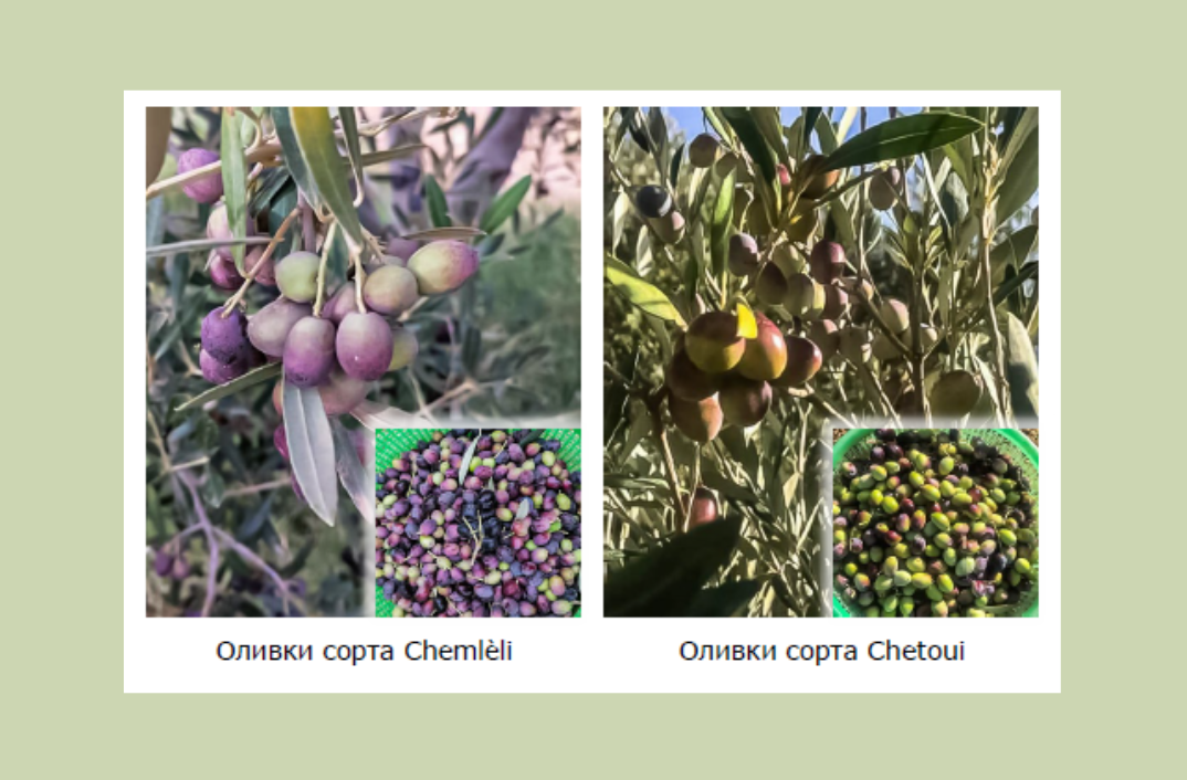 Оливки из которых сделано масло Domaine Beldi (Тунис)